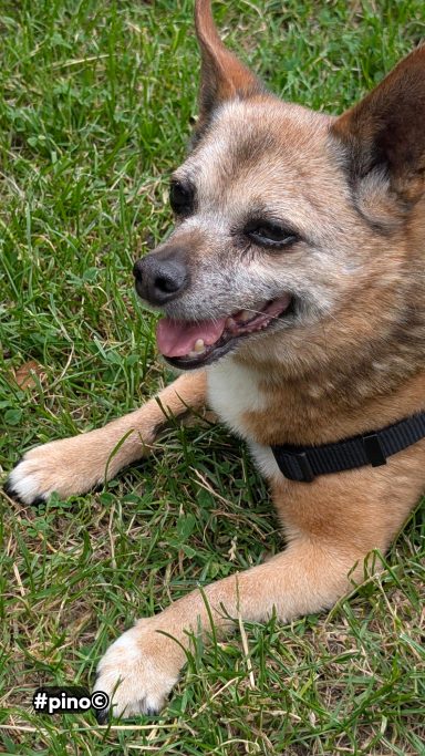 Ein brauner Hund mit schwarzem Geschirr liegt entspannt auf grünem Gras.