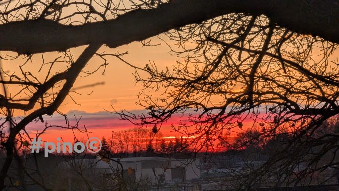 Sonnenuntergang mit orangefarbenem Himmel hinter silhouettierten Ästen.