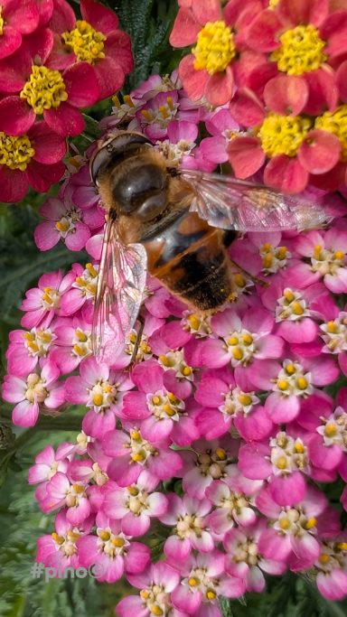 Biene sitzt auf rosa und roten Blüten mit grünen Blättern im Hintergrund.