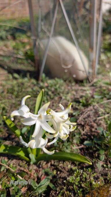 Weiße Blüten einer Pflanze im Vordergrund, im Hintergrund ein großer, glatter Gegenstand.