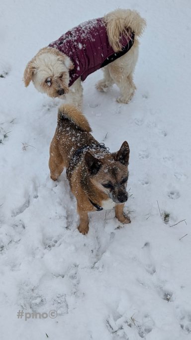 Zwei Hunde im Schnee, einer trägt einen roten Mantel, der andere hat kurzhaariges Fell.