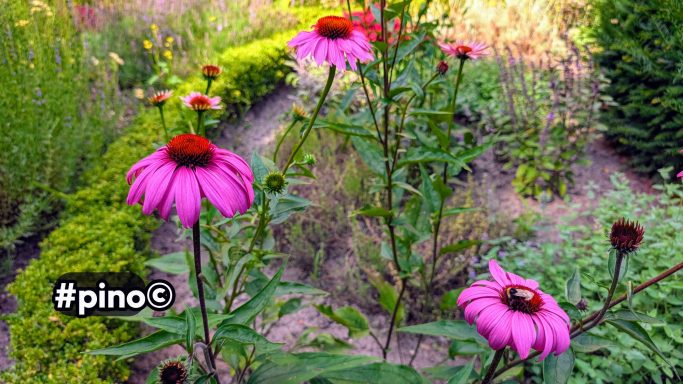 Bunte Echinacea-Blüten in einem Garten mit grünen Pflanzen im Hintergrund.