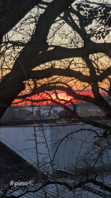 Sonnenuntergang hinter Bäumen mit orange-rosa Himmel und ruhigem Wasser.