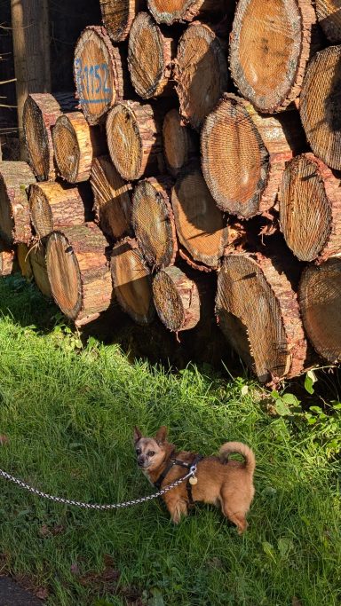 Ein kleiner Hund steht an einem Stapel von Baumstämmen auf grünem Gras.