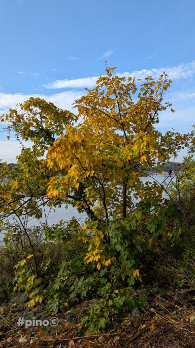 Ein Baum mit gelben Blättern vor einem Gewässer und blauem Himmel.