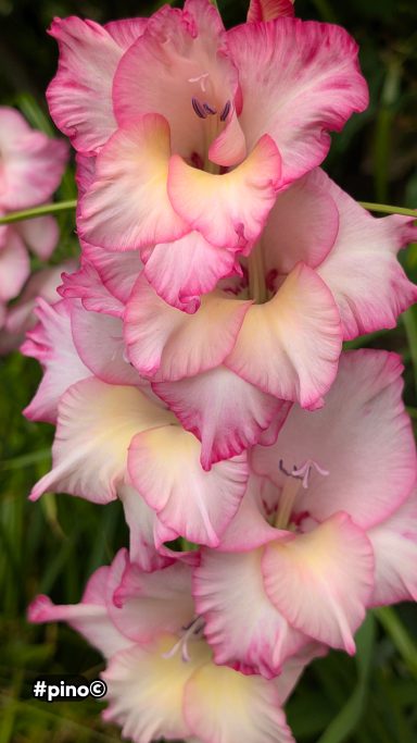 Rosa Gladiolenblüten mit weißen und gelben Akzenten, üppig und blühend.