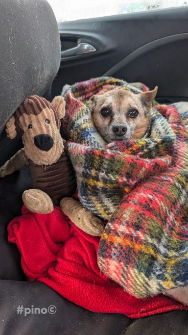 Hund eingekuschelt in eine Decke, neben einem Plüschtier im Auto.