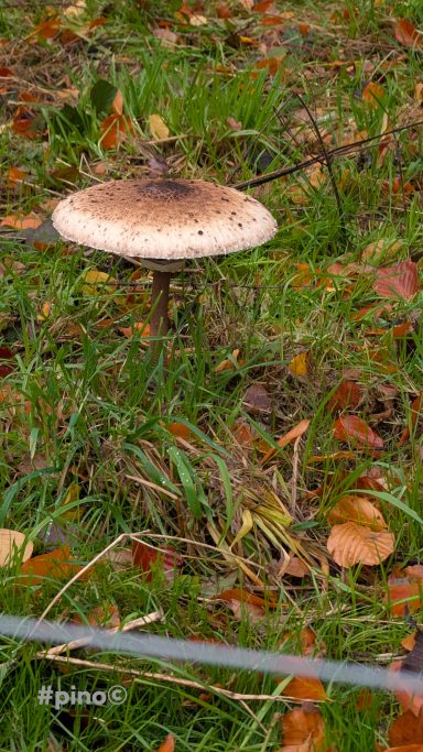 Ein großer, brauner Pilz steht auf grünem Gras, umgeben von buntem Laub.