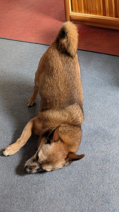 Ein brauner Hund liegt entspannt auf dem Boden.