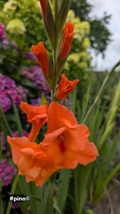 Oranger Gladiolus mit grünem Stängel, umgeben von bunten Blumen.
