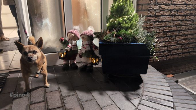 Ein kleiner Hund steht neben zwei dekorativen Figuren vor einer Pflanze.