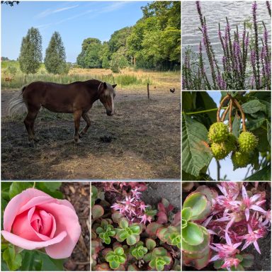Ein Pferd in einer Wiese, umgeben von Pflanzen und Blumen.