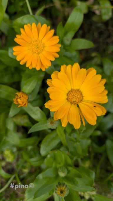 Zwei leuchtend orangefarbene Blumen mit grünen Blättern im Hintergrund.