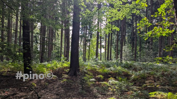 Dichter Wald mit hohen Bäumen und grünen Farnen im Untergrund. Sonnenlicht strahlt durch.