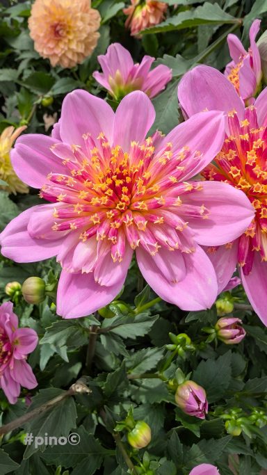 Helle pinke Blüte mit vielen Staubgefäßen, umgeben von grünen Blättern und weiteren Blumen.