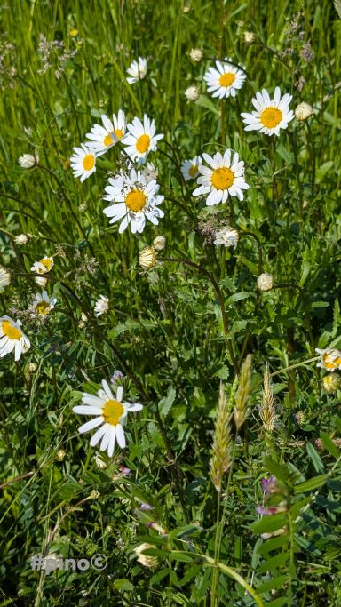 Weiß-blühende Margeriten in einem grünen Feld mit weiteren wilden Blumen.