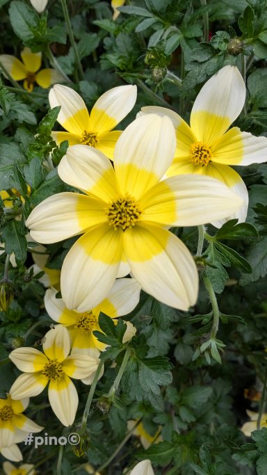Helle gelbe Blumen mit weißen Blütenblättern und grünen Blättern im Hintergrund.