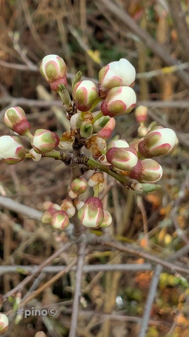 Zweige mit geschlossenen Knospen, bereit zum Blühen.