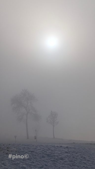 Helle Sonne hinter dichter Nebelbank, silhouettierte Bäume im Vordergrund.