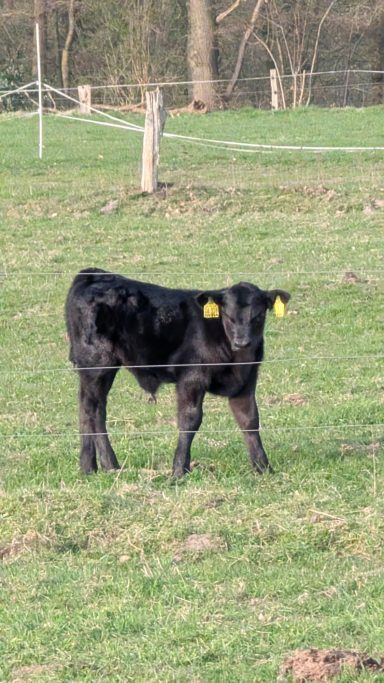 Schwarzes Kalb mit gelben Ohrmarken auf einer Wiese, umgeben von Weidezäunen.