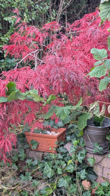Rote Pflanzen mit lichten Blättern in einem Garten, umgeben von grünen Pflanzen.