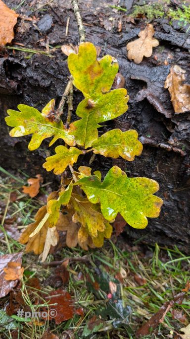Eiche mit grünen, leicht feuchten Blättern auf einem moosbedeckten Baumstamm.
