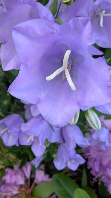 Lila Glockenblumen mit weißen Staubgefäßen, umgeben von grünen Blättern.