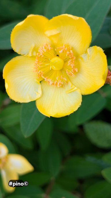 Gelbe Blüte mit fünf Blütenblättern und orangefarbenem Zentrum, umgeben von grünem Laub.
