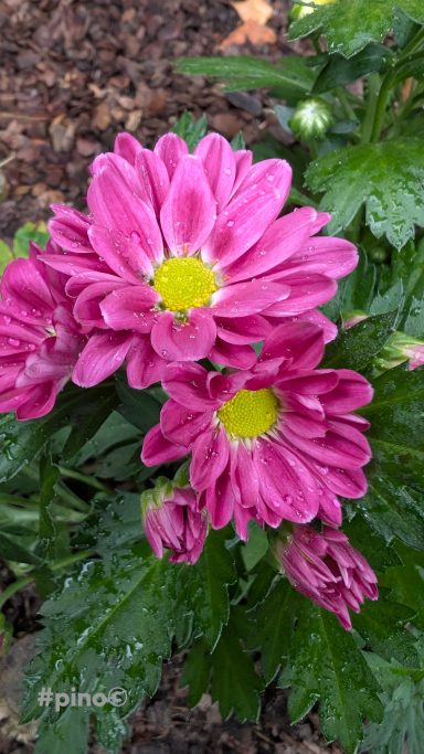 Pink Chrysanthemum-Blüten mit gelben Mittelpunkten, umgeben von grünem Laub.