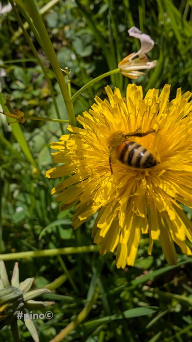 Biene auf gelber Löwenzahnblüte in einer grünen Wiese.