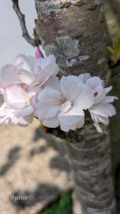 Zweige mit zarten, hellrosa Kirschblüten und einer Biene.