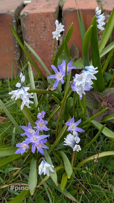 Lila und weiße Blumen wachsen zwischen Gras und Ziegelsteinen.