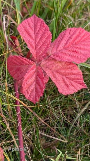 Rote, gezahnte Blätter einer Pflanze vor grünem Gras.