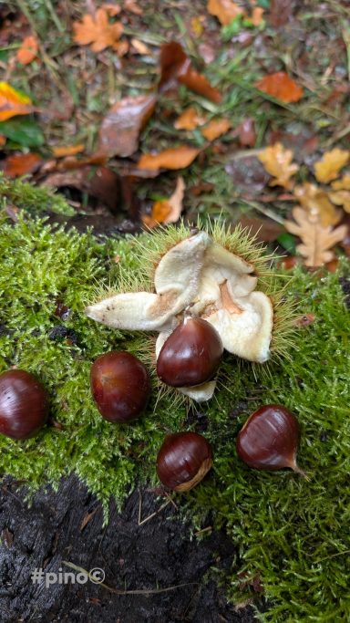Eßbare Kastanien und weiße Pilze auf grünem Moos im Wald.