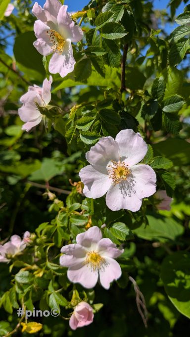 Zarte rosa und weiße Blüten, umgeben von grünem Laub.
