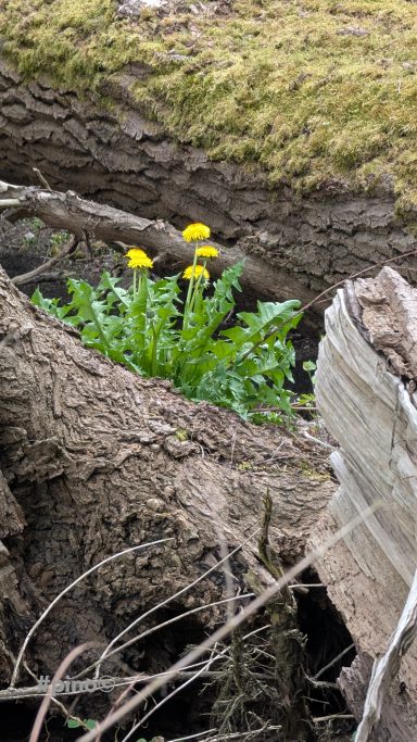 Gelbe Löwenzahnblüten wachsen zwischen Baumstämmen und grünem Laub.