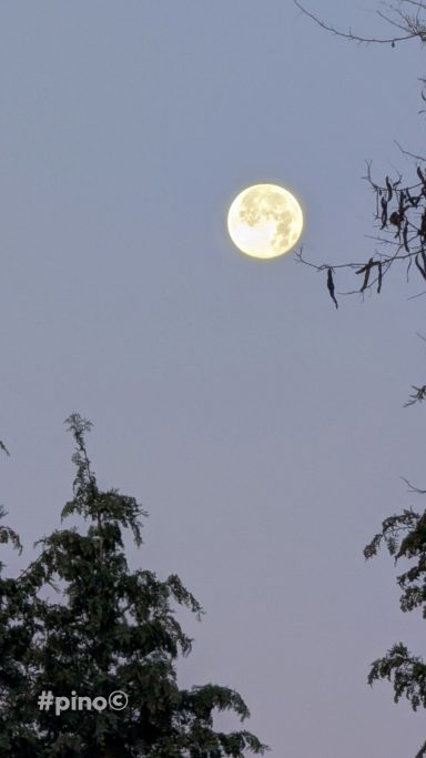 Voller Mond am Abendhimmel, umgeben von Silhouetten von Bäumen.