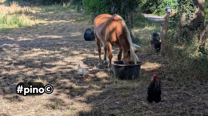 Ein Pferd frisst aus einem Eimer, umgeben von Hühnern auf einem Feld.