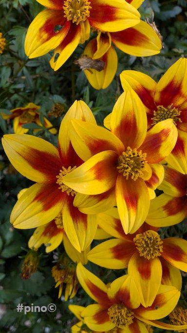 Leuchtend gelbe Blumen mit roten Akzenten auf grünen Blättern.