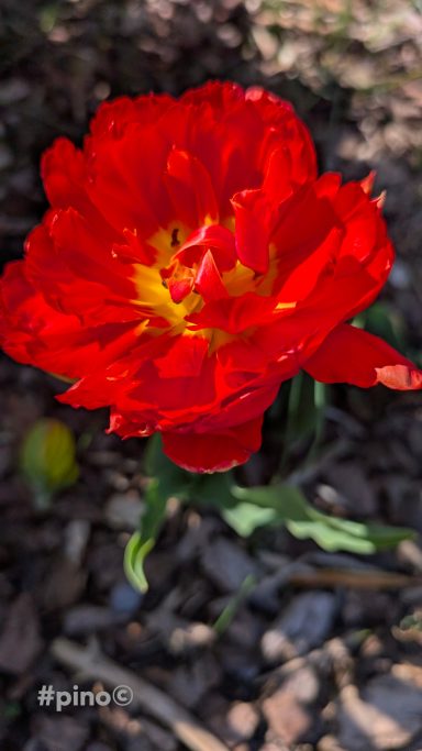 Rote Blume mit gelben Akzenten, umgeben von Erde und Pflanzenmaterial.