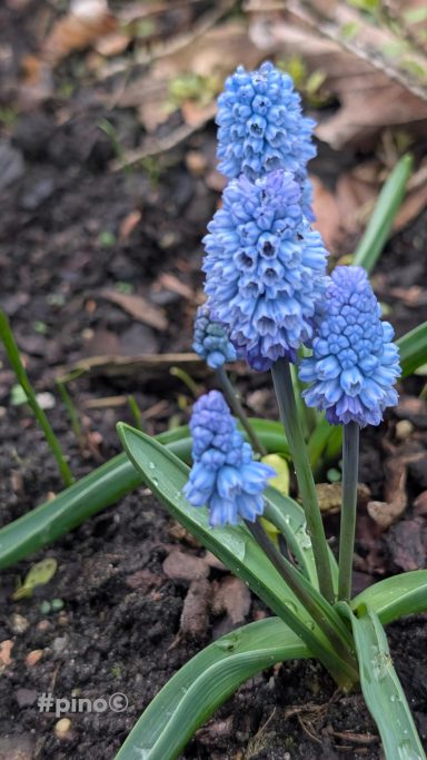 Blaue Traubenhyazinthe mit mehreren Blütenständen in einem Beet.