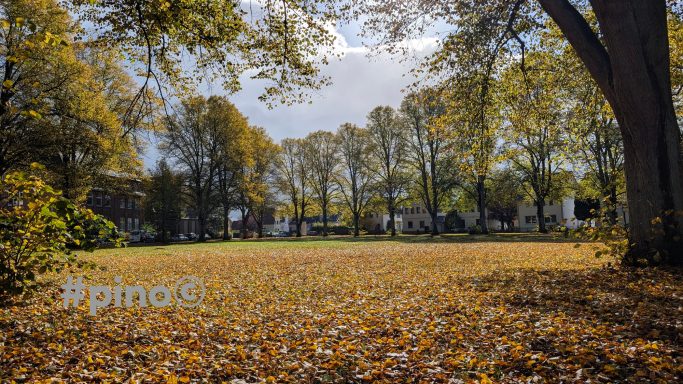 Herbstliche Landschaft mit bunten Bäumen und einem Laubteppich im Park.