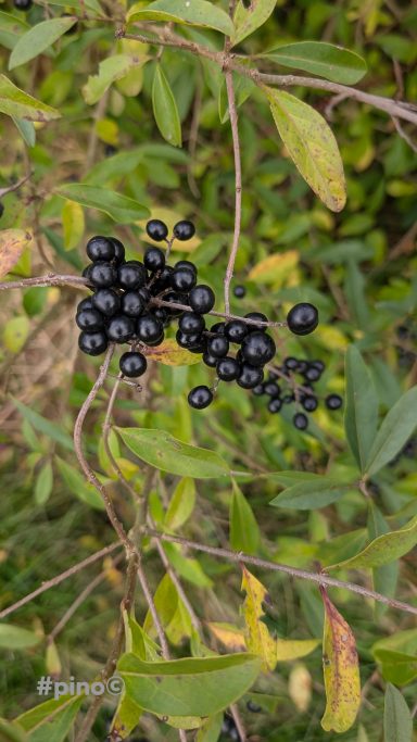 Schwarze Beeren clusters an grünen Zweigen in natürlicher Umgebung.