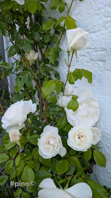 Weiße Rosen blühen an einer grünen Kletterpflanze vor einer weißen Wand.