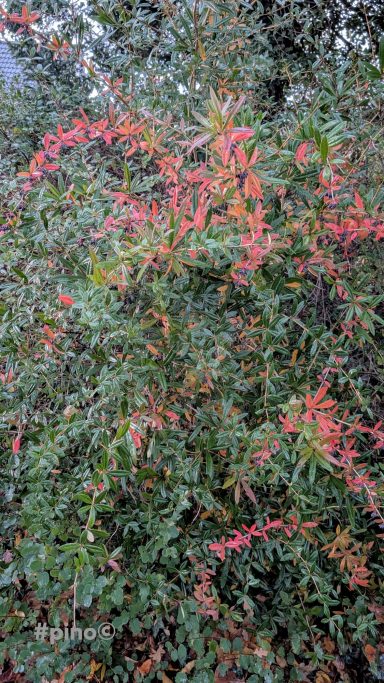 Bunte Blätter und Blüten an einem grünen Strauch im Freien.