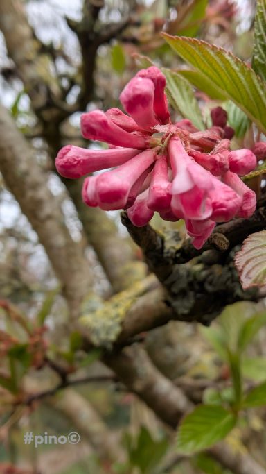 Rosa Blütenknospen an einem Baumstamm mit grünem Laub im Hintergrund.
