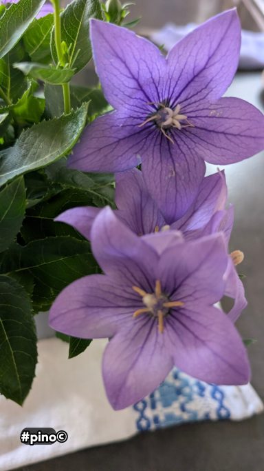 Zwei lila Glockenblumen mit feinen Blütenblättern, umgeben von grünen Blättern.