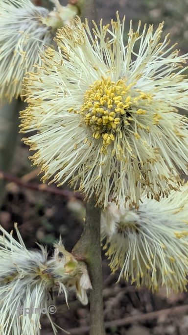 Knospen mit flauschigen gelben Blüten und filzigen weißen Haaren.
