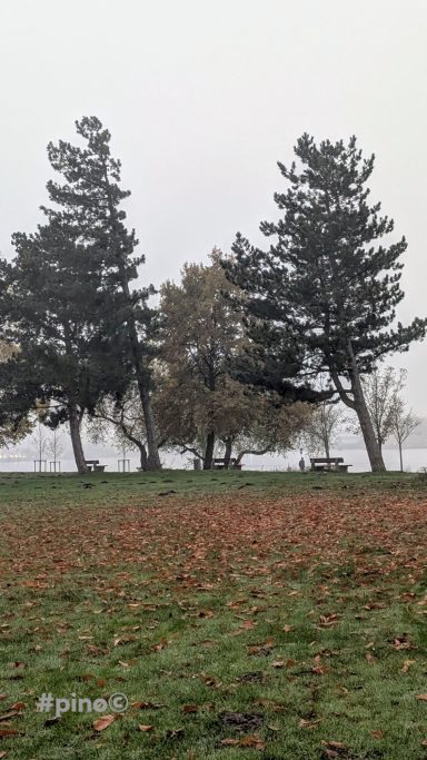 Herbstlandschaft mit Bäumen und einem grünen Wiesenboden, umgeben von Laub.