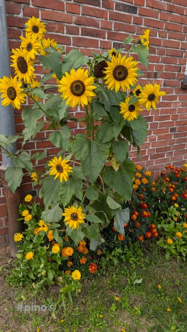 Sonnenblumen stehen vor einer Backsteinmauer, umgeben von bunten Blumen.